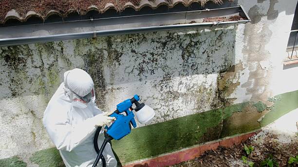 Top rated local Crawl Space Mold Removal specialists in Dunedin, FL